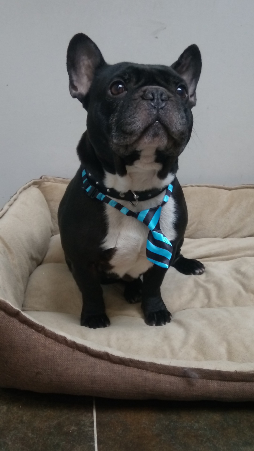 Spike, de actieve senior